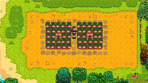 powder melon stardew|how to harvest melons stardew.